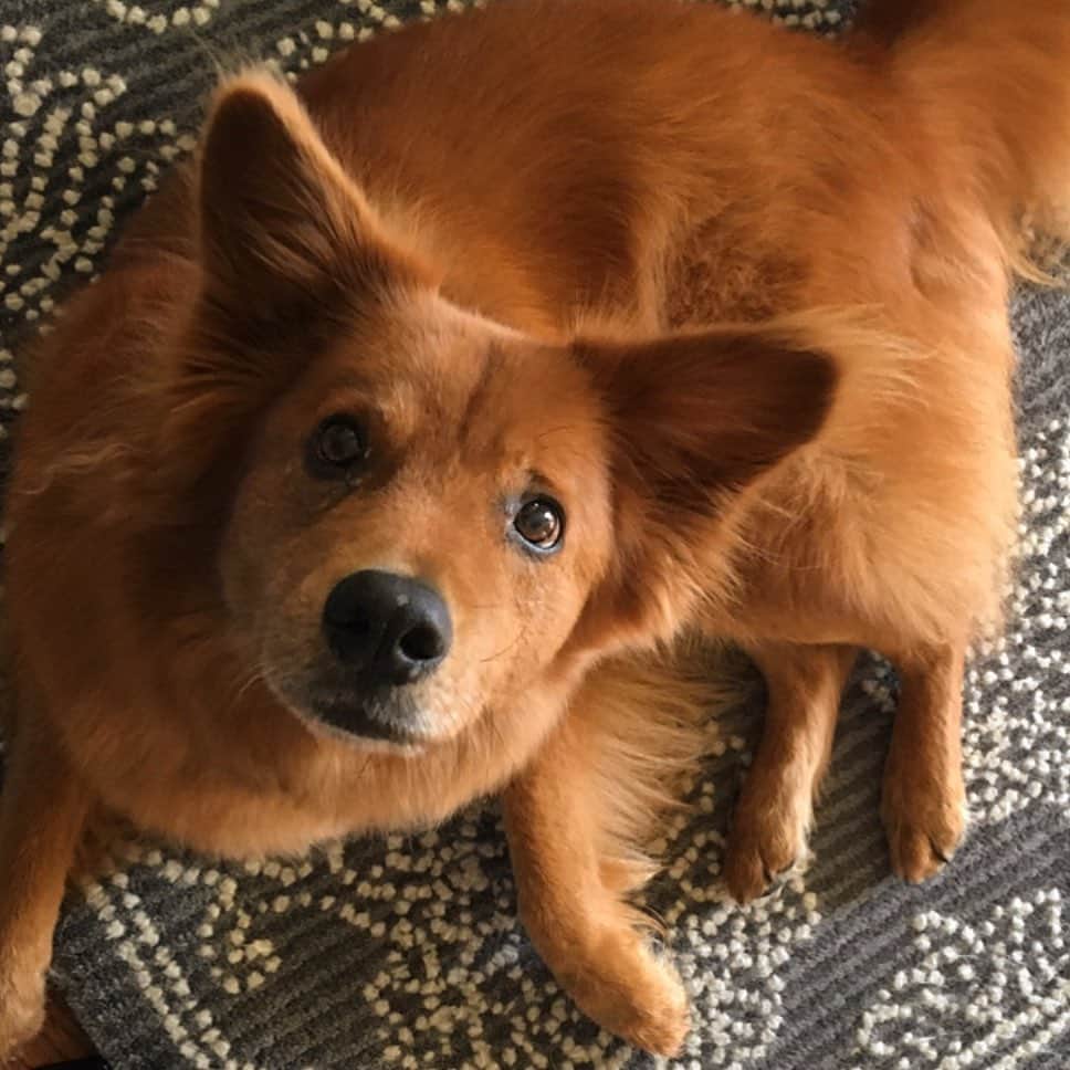 レイチェル・パーソンズのインスタグラム：「Friends! Luke needs surgery if he’s going to walk again, and we need all the help we can get with the medical bills. Please donate if you can, the link is in my bio!」