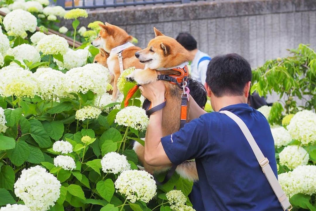 豆柴にこちゃんさんのインスタグラム写真 - (豆柴にこちゃんInstagram)「🐶入院5日目 おはよー 先週のお台場散歩の写真をプレイバック📸 with 🐕ぽっちゃん @mameshiba_potechi 🐕豆助くん @mamesuke_57 . ①②偶然会えたごまめちゃんママ @gomame06 がすごいカメラできれいに撮影してくれた❣️ . 2枚目はお別れ後、隠し撮りしてくれてた 飼い主たちの後ろ姿。 「愛という名のもとに」を思い出した🤣 #旦那がチョロ役 . ③④試着中。 かわいかったけどフリーズしたから買わず。 . ⑤〜⑦右向けー右‼️ からのだんだんカメラ目線に。 . ⑧⑨アジサイの奥で目が死んでる犬たちと、 それを支える撮影の裏側。 . ⑩インスタ映えスポット。 後ろに自由の女神いるのに映らなかった。 まわりの人たちが、 「ここに犬乗せたら間違いなくインスタ映えじゃーん！インスタアカウント知りたいー！」 ってワイワイしてくれてスター気分😆 . #柴犬#豆柴#pecoいぬ部#犬#わんこ#犬#ここ柴部#shibainu#dog#mameshiba#pecotv#dog#いぬのきもち部#しばいぬ#しばけん#こいぬ#シバイヌ#いぬ#イヌ#赤柴#マメシバ#ペット#日本犬#子犬#puppy#doggo#pet」6月15日 8時38分 - nikochan.mame48