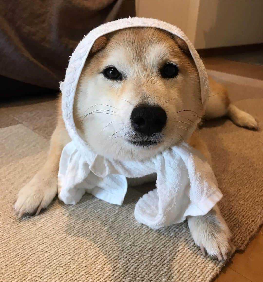 柴犬のモモさんのインスタグラム写真 - (柴犬のモモInstagram)「おはようございます。雨んぽ後の #ほっかむり 。百姓感あふれる犬 #いぬ #イヌ #犬 #柴犬 #赤柴 #日本犬 #犬バカ部 #ふわもこ部 #いぬら部 #癒しわんこ #柴犬マニア #犬のいる暮らし #口角キュキュッと部 #shiba #shibainu #shibadog #dogstagram #dogsofinstagram #shibastagram #shibasofinstagram #shibamania #inu #instadog #toyota_dog」6月15日 8時45分 - shi_ba_i_nu_momo