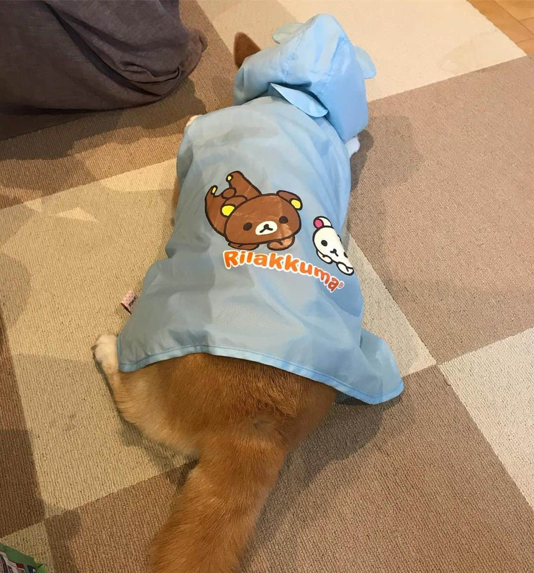 柴犬のモモさんのインスタグラム写真 - (柴犬のモモInstagram)「おはようございます。雨んぽ後の #ほっかむり 。百姓感あふれる犬 #いぬ #イヌ #犬 #柴犬 #赤柴 #日本犬 #犬バカ部 #ふわもこ部 #いぬら部 #癒しわんこ #柴犬マニア #犬のいる暮らし #口角キュキュッと部 #shiba #shibainu #shibadog #dogstagram #dogsofinstagram #shibastagram #shibasofinstagram #shibamania #inu #instadog #toyota_dog」6月15日 8時45分 - shi_ba_i_nu_momo