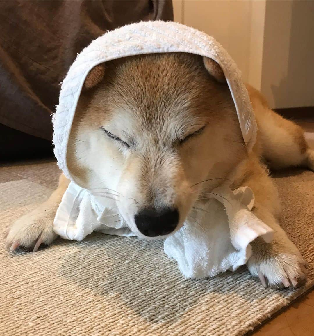 柴犬のモモさんのインスタグラム写真 - (柴犬のモモInstagram)「おはようございます。雨んぽ後の #ほっかむり 。百姓感あふれる犬 #いぬ #イヌ #犬 #柴犬 #赤柴 #日本犬 #犬バカ部 #ふわもこ部 #いぬら部 #癒しわんこ #柴犬マニア #犬のいる暮らし #口角キュキュッと部 #shiba #shibainu #shibadog #dogstagram #dogsofinstagram #shibastagram #shibasofinstagram #shibamania #inu #instadog #toyota_dog」6月15日 8時45分 - shi_ba_i_nu_momo