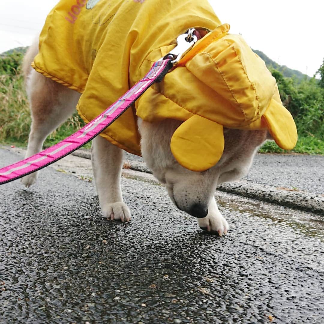 柴子さんのインスタグラム写真 - (柴子Instagram)「おはようございます。 目覚めは土砂降りの音。 一瞬の小降りのスキを狙って朝散歩。 柴子(仮名)さん、濡れずに歩けたね(*^^*) #柴犬　#shibainu #shibastagram」6月15日 8時53分 - senogawadogs