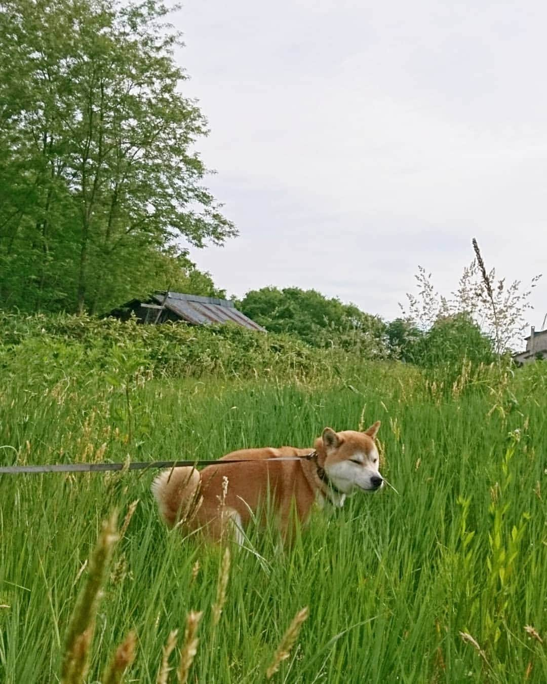 柴犬⭐️サスケさんのインスタグラム写真 - (柴犬⭐️サスケInstagram)「おはわん #朝ん歩 #柴犬#赤柴#ふわもこ部 #犬ら部 #わんだフォ #おねだり#力強い#必死#💩」6月15日 8時55分 - shiba20150405