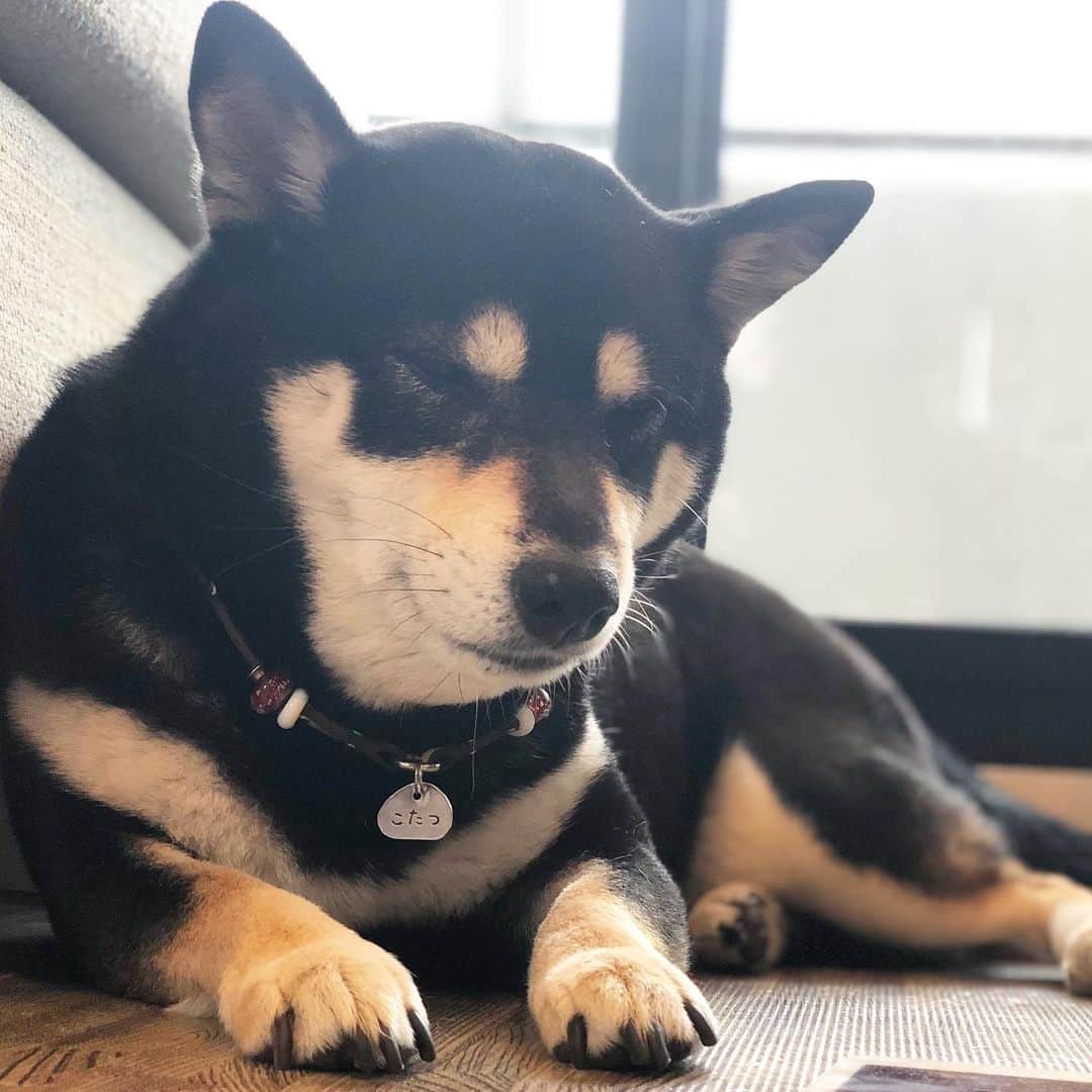 vo_coのインスタグラム：「☔️ 雨…ダルいね お散歩どうしようか… 「あたし、そういうの興味ないから！」 と言ってるのは顔からわかるよ * #アニマルコミュニケーション不要 #shibastagram #instashiba #shiba #shibainu #黒柴 #柴犬」