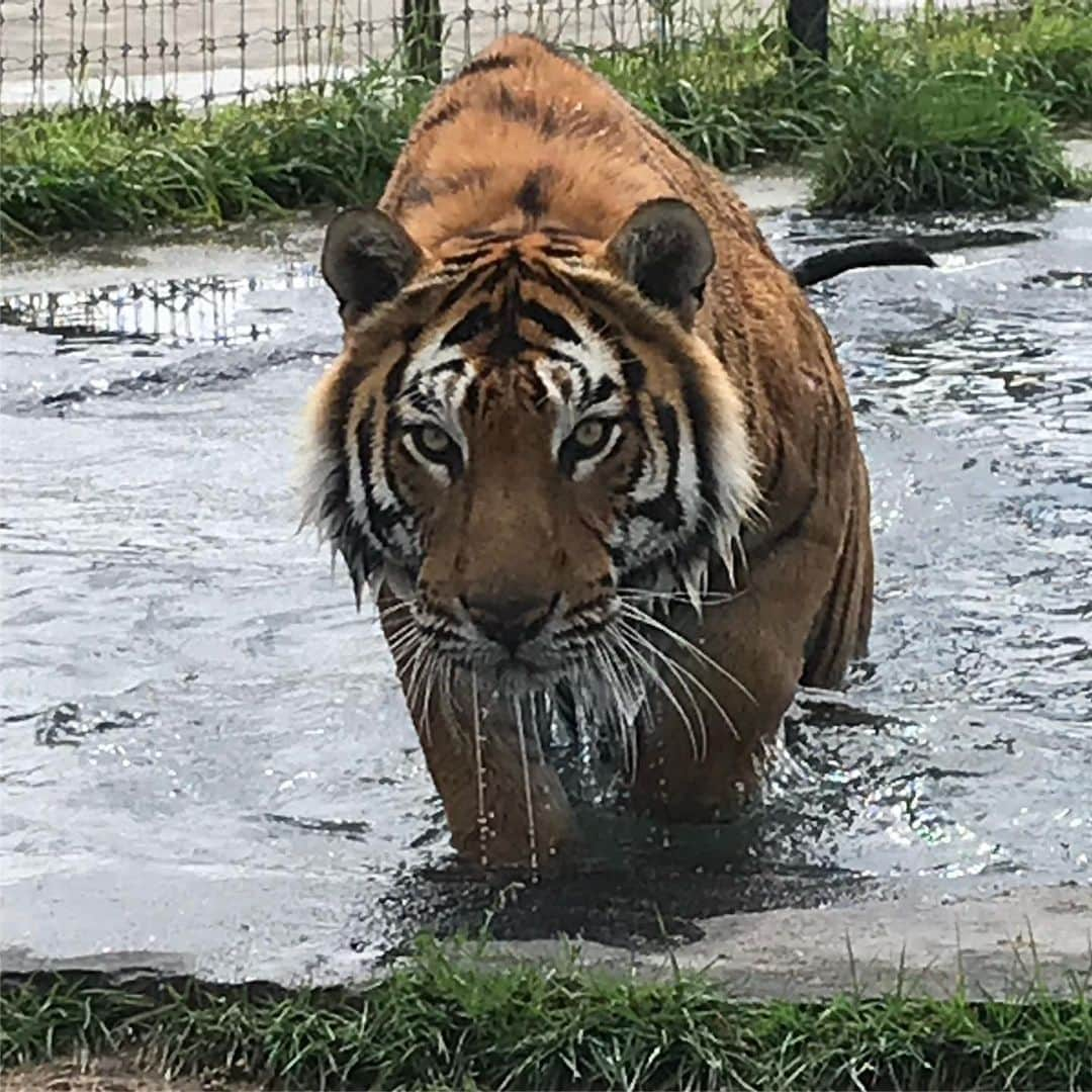 Black Jaguar-White Tiger のインスタグラム