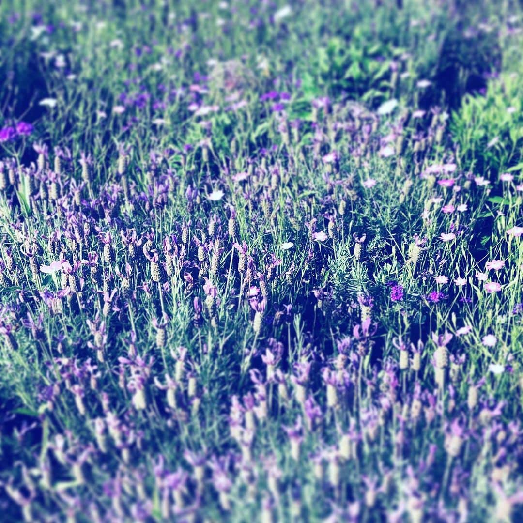 中野敬久さんのインスタグラム写真 - (中野敬久Instagram)「#purple #flowers #flowersoflife #street」6月15日 9時57分 - hirohisanakano