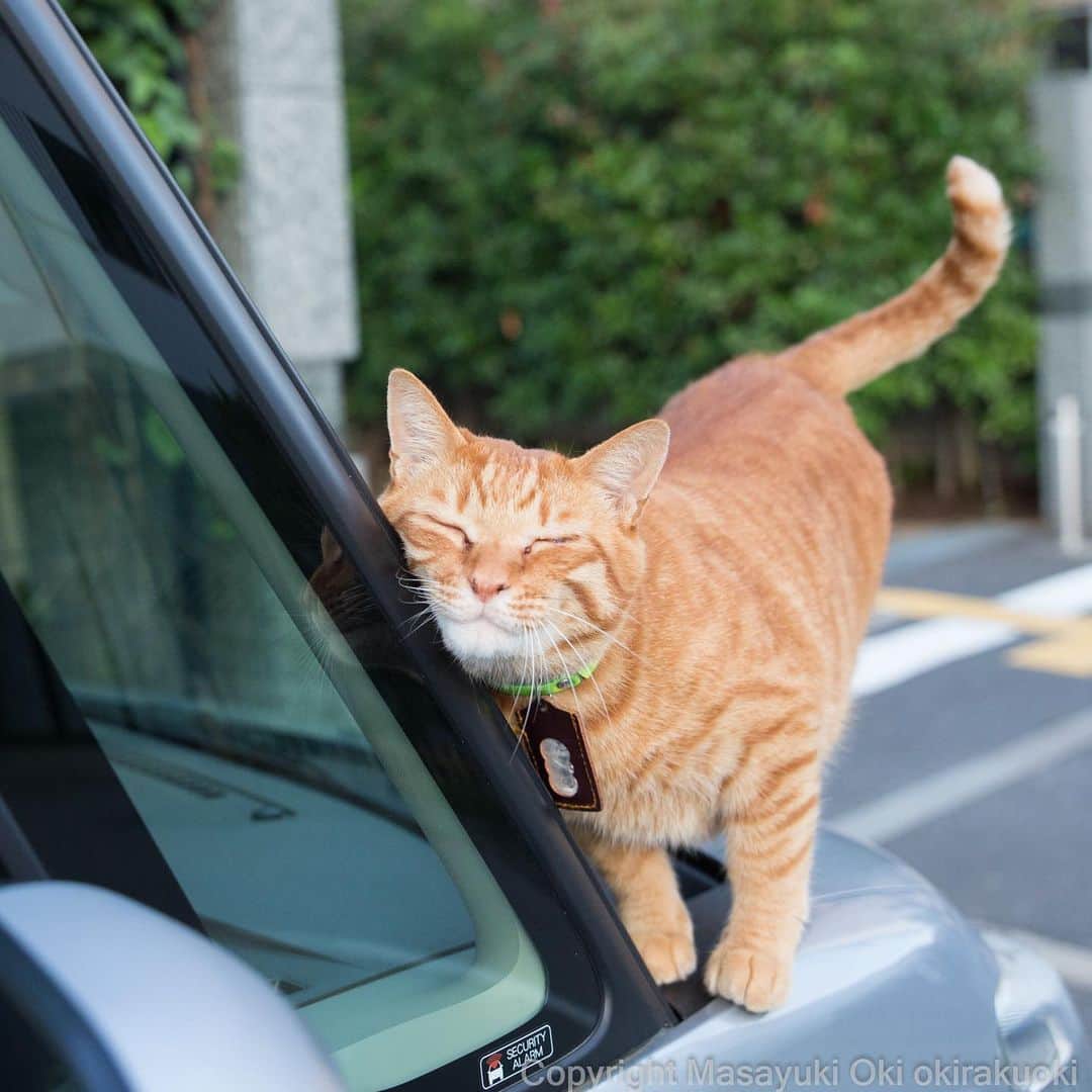 Masayukiさんのインスタグラム写真 - (MasayukiInstagram)「撫でてほしい。  おはようございます。 Good morning from Tokyo Japan ☔️ #cat #ねこ」6月15日 10時03分 - okirakuoki