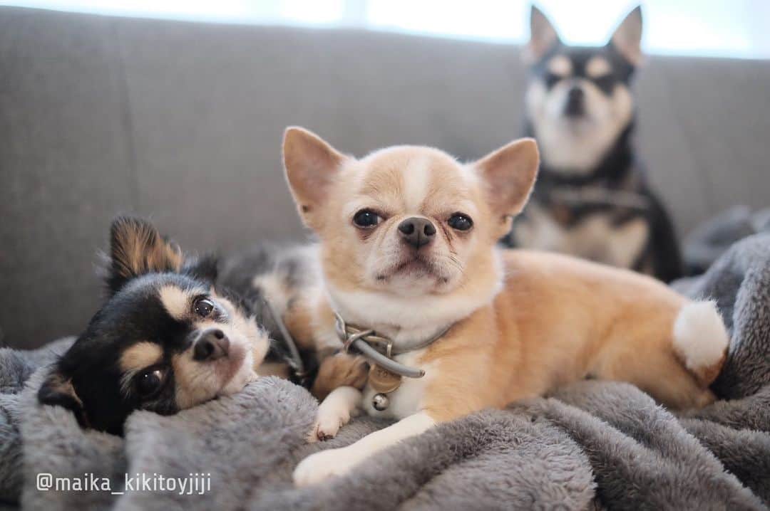 maika_kikitoyjijiさんのインスタグラム写真 - (maika_kikitoyjijiInstagram)「. Jiji&Toy&Kiki . おはようございます♡ オトンさんの セクシーな口元😂💓 . 変な天気ですが 皆さま素敵な1日を…✨ . . #chihuahua #dog #チワワ #犬 #치와와 #weeklyfluff #ふわもこ部 #IGersJP #dogstagram #chihuahuaoftheday #fujifilm #fujifilm_xseries #今日もX日和 #ミラーレス #tokyocameraclub #東京カメラ部 #犬バカ部 #whim_fluffy #dog_features #dogsofinstagram #いぬすたぐらむ #朝 #goodmorning #おはようございます #☀️」6月15日 10時08分 - maika_kikitoyjiji