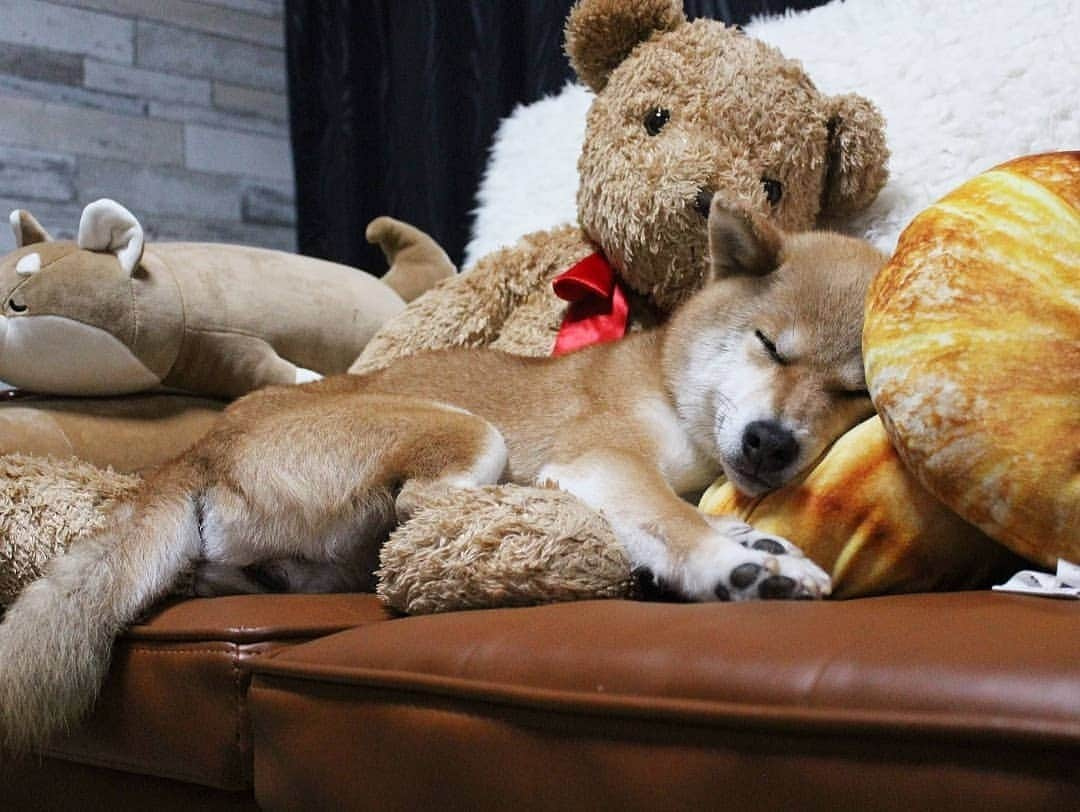 柴犬たま Shibainu Tamaのインスタグラム