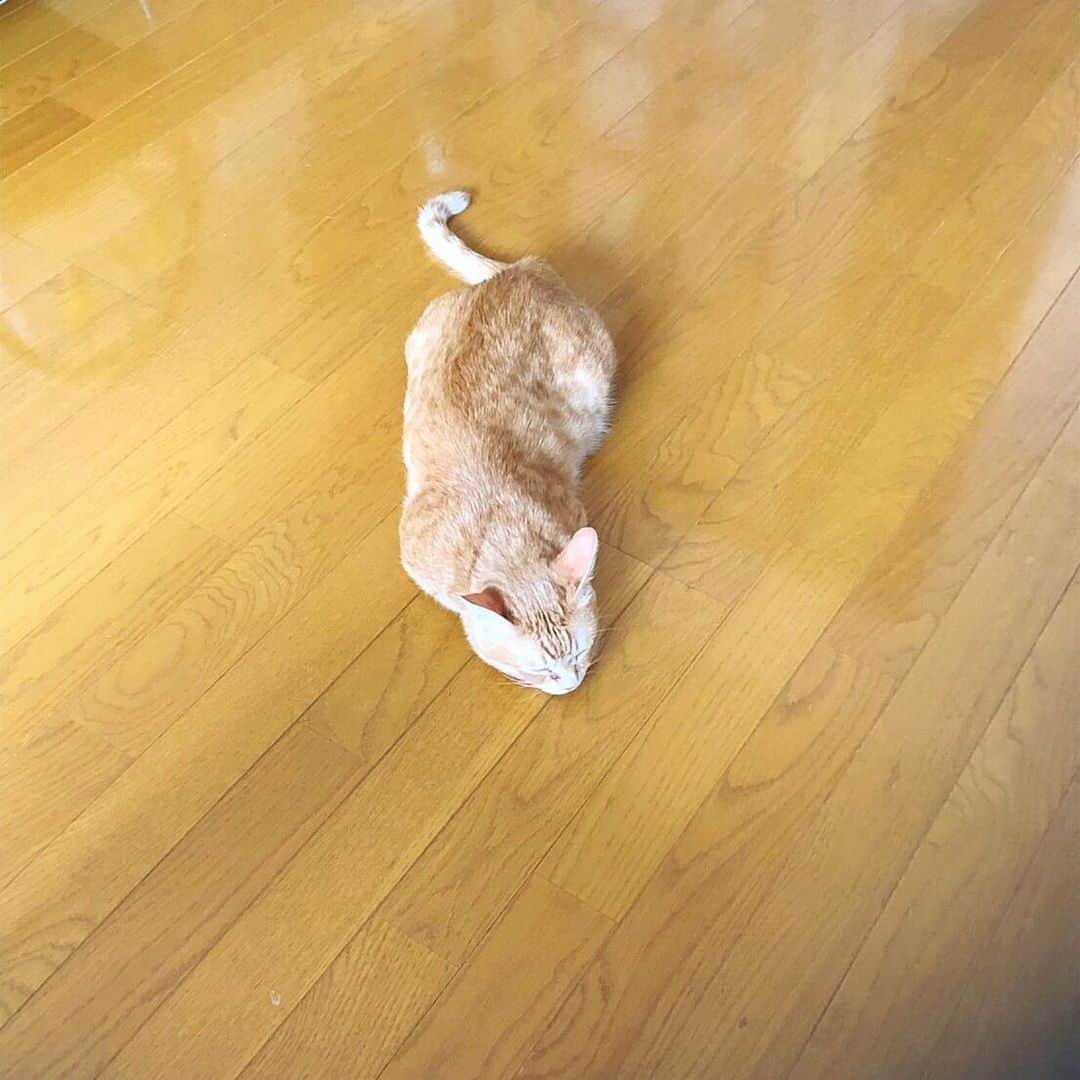 ねこさんのインスタグラム写真 - (ねこInstagram)「ツチノコ発見❣️❣️ #neko_magazine #ねこ #猫 #ネコ #catstagram #cat #ねこマガジン #NEKONOBA」6月15日 10時28分 - neko_magazine