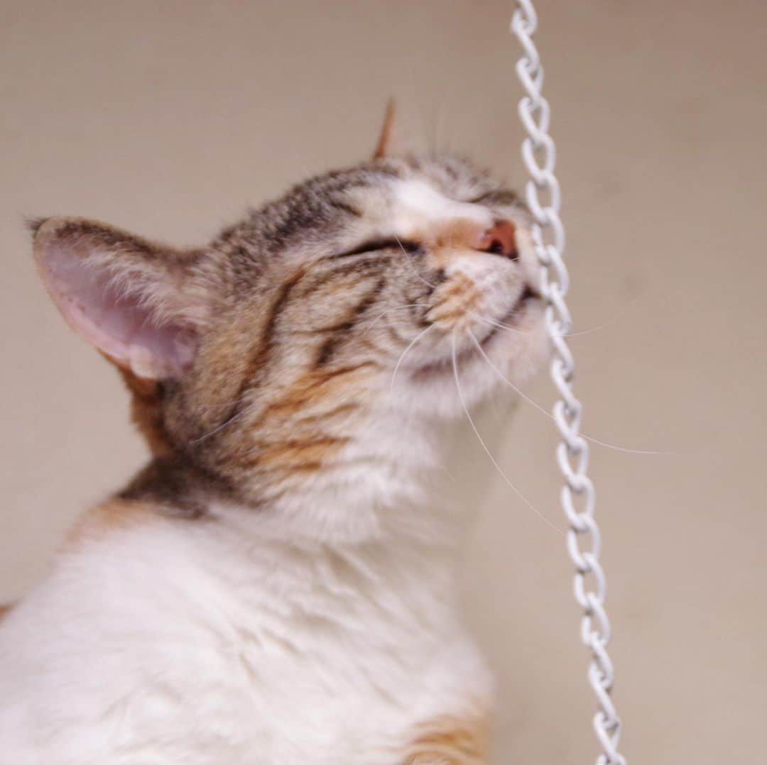 Kachimo Yoshimatsuさんのインスタグラム写真 - (Kachimo YoshimatsuInstagram)「スリスリカステラ #uchinonekora #castella #neko #cat #catstagram #kachimo #猫 #ねこ #うちの猫ら http://kachimo.exblog.jp」6月15日 10時31分 - kachimo