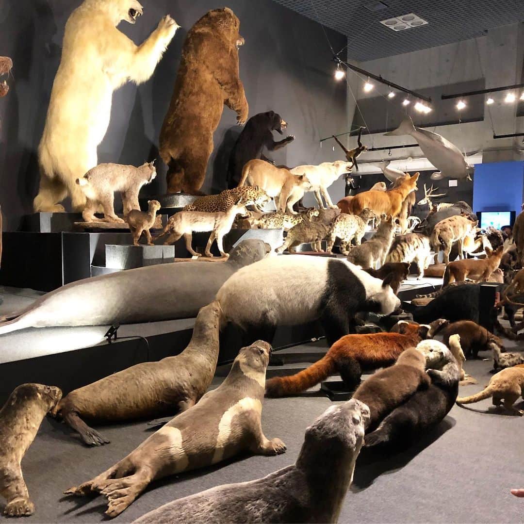 tomokoさんのインスタグラム写真 - (tomokoInstagram)「. 大哺乳類展。 圧巻でした。 . 最後は我が家の大哺乳類。 . #大哺乳類展2  #大行進 #国立科学博物館」6月15日 10時47分 - dora_me0416