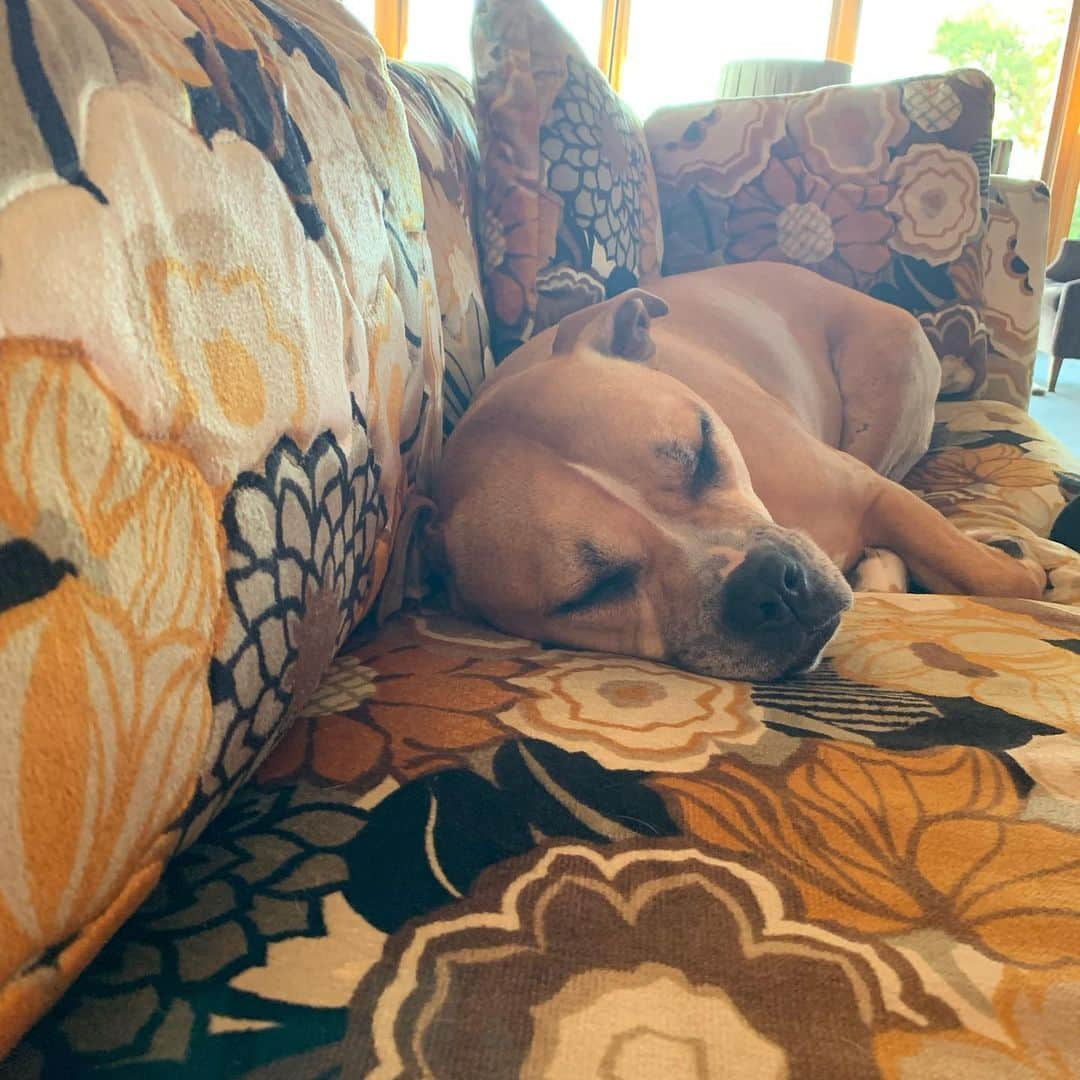 マーク・ジェイコブスさんのインスタグラム写真 - (マーク・ジェイコブスInstagram)「Lady living her best life on the FOSSE/VERDON couch. #jacklenorlarson #homesweethome #perfectday」6月15日 10時57分 - themarcjacobs