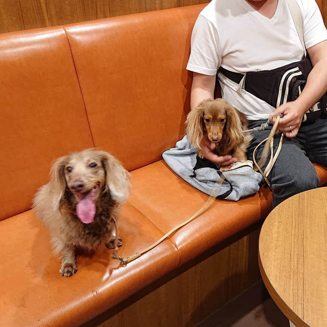 くるみんのインスタグラム：「・ こむぎさん、抜歯後半年の検診 あずきちゃんは特に気になる所はないけれど、6歳になったので診てもらいます こむぎさん、ド緊張  #ミニチュアダックスフンド #ミニチュアダックスフント #ミニチュアダックス #イザベラタン #イザベラ #カニンヘンダックスフント #カニンヘン #カニンヘンダックス #カニンヘンダックスフンド #チョコタンダックス #チョコタン #ダックス多頭飼い #ダックスフント #ダックスフンド #ダックス #歯科 #わんこなしでは生きていけません会 #ワンコなしでは生きて行けません会 #いぬばか部 #いぬすたぐらむ #短足部 #動物病院 #dachshundgram #dachshund #dogstagram #instagramdog #instadachs #kyounodachs #todayswanko #7pets_1day」