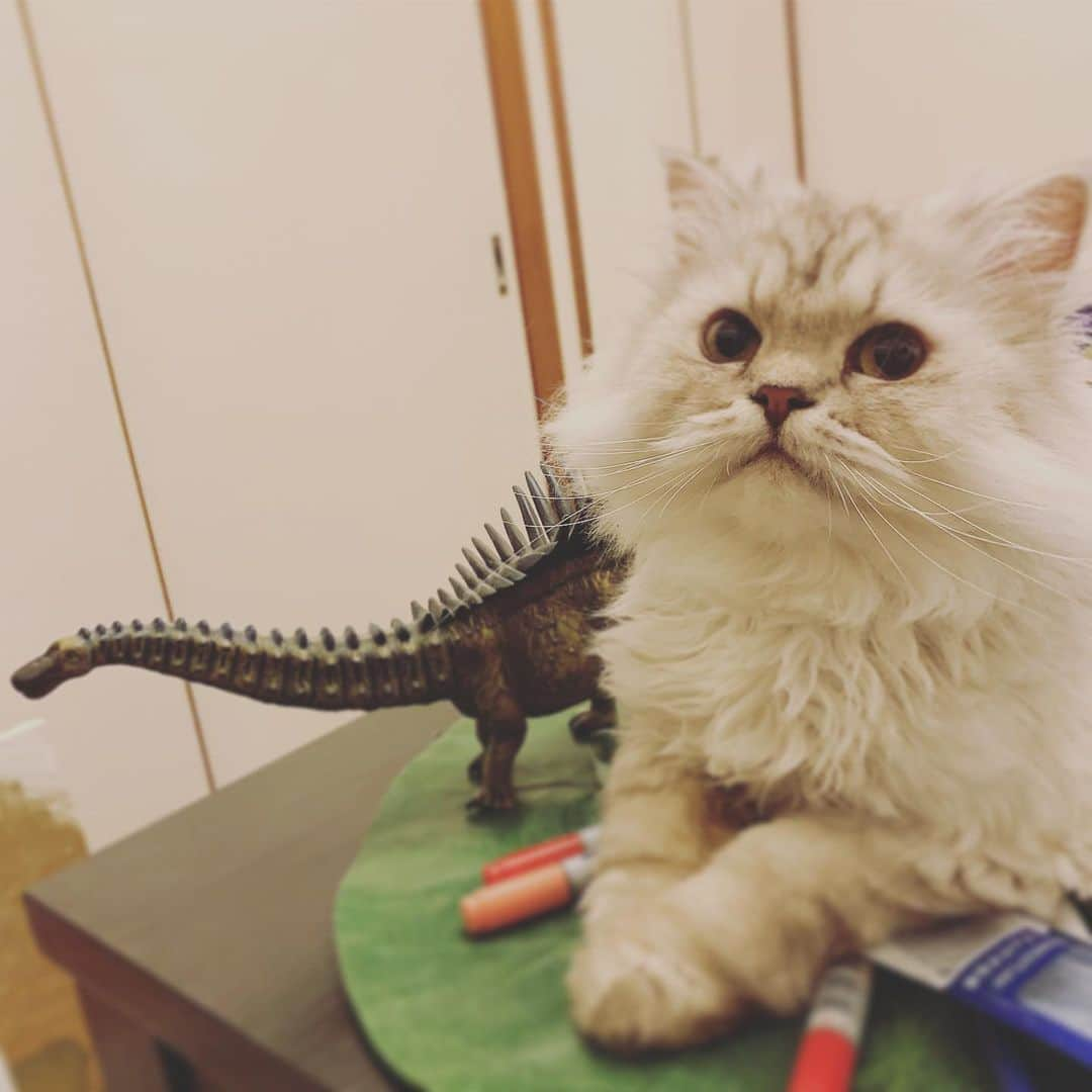 SATOKOさんのインスタグラム写真 - (SATOKOInstagram)「はーあ、まーたお留守番かぁ。 と言っている猫。 神戸に向かいまーす♡ #catstagram #magiyoo #どうせ雨でしょうけど #旅」6月15日 11時12分 - fc_satoko