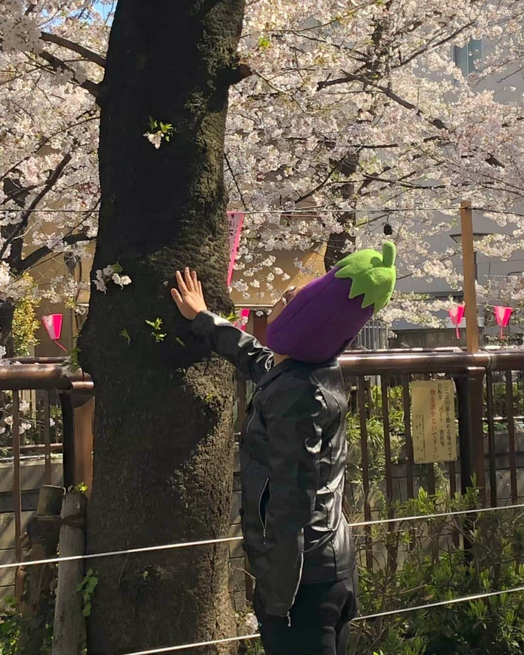 川原克己 さんのインスタグラム写真 - (川原克己 Instagram)「梅雨桜ありがとう #戻り桜 #花見」6月15日 11時30分 - tenjikunezumikawahara