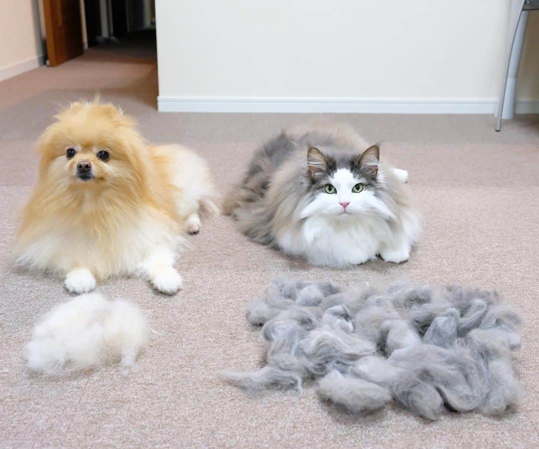Hanaさんのインスタグラム写真 - (HanaInstagram)「ブログ更新しました♪ プロフィールから飛べます🚀 http://kedamakyoudai.blog.jp/ * ☃️冬毛→夏毛🌞 * 衣替え始めました🐶🐱 * 🐱むちゃのん エゲツない量の冬服 * さすが北欧 ニャンコ * * #NorwegianForestCat#Pomeranian#japan#catlover#doglover#dogs#cat#Kawaii#fluffy#pom#fluffydog#catsofinstagram#dogsofinstagram#fluffycat#ノルウェージャンフォレストキャット#ポメラニアン#gatto#pecoいぬ部#cane#ペコねこ部#可愛い#かわいい#cute#cutecat#cutedog#funny#funnydog#funnycat」6月15日 12時08分 - mofu2family