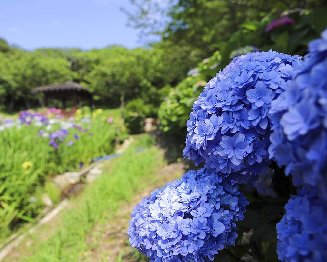 愛知県田原市さんのインスタグラム写真 - (愛知県田原市Instagram)「Flowers are in full bloom. * あじさい、しきさい、梅雨まんさい！ * #アジサイ祭り#３日目 #だって今だけなんだもん #初立池のあじさい #花しょうぶも見頃 #でも今日は荒れ模様(T_T) #お願い散らないでー * こんなお天気はぜひお家で #たはら暮らし * #渥美半島#田原市#伊良湖岬#伊良湖#赤羽根#サーフィン#あじさい#梅雨#花言葉#はなまっぷ#花のある暮らし#tahara#irago#akabane#surfing#田舎暮らし#日々の暮らし#休日の過ごし方#スローライフ#instagramjaran#igersjp」6月15日 12時17分 - tahara_kurashi