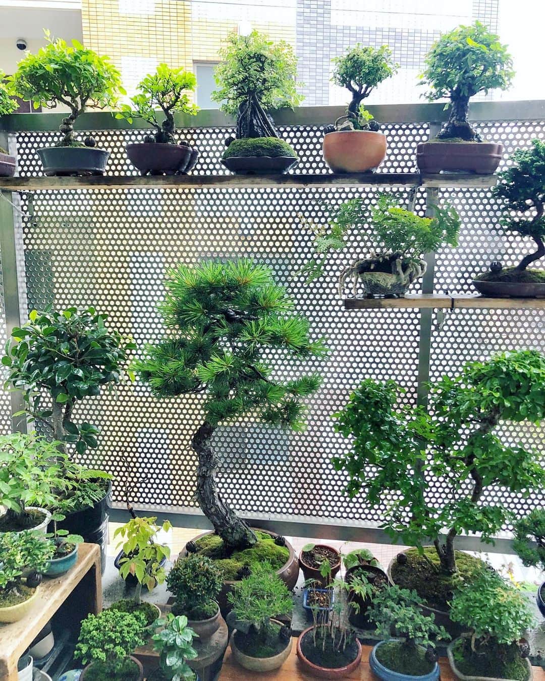 金成公信のインスタグラム：「Rainy day☔️The plant is pleased☺️ #雨 #雨天 #rain #rainy #rainyday #盆栽 #bonsai #bonsaijapan #japanesebonsai #wabisabi #bonsailovers #bonsailife #bonsaitree #bonsaiart #bonsaigram #bonsaiworld #plants #tree #greenlife #greenlifestyle」