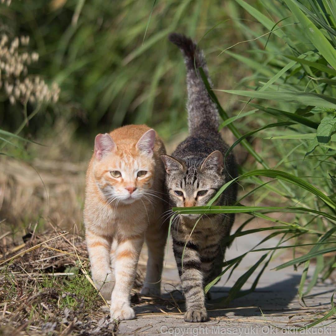 Masayukiさんのインスタグラム写真 - (MasayukiInstagram)「足並みそろえて。  #cat #ねこ #love」6月15日 12時31分 - okirakuoki