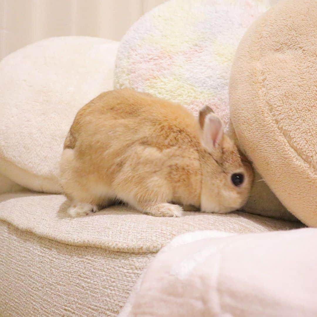 うー & なー ❤️ウチムラさんのインスタグラム写真 - (うー & なー ❤️ウチムラInstagram)「* 🐰🎀「わたちがいるの、どーこだっ？？」 * オーダーメイドのソファがようやく届きました🛋 マルチカバーを買うまではバスタオルとストールを敷いています…笑 ダイソンの掃除機、冷蔵庫、キッチン棚、ソファと一気に増えて狭い🤫 * ついさっき、直前まで何回もしつこく注意しチェックして貰ったはずなのに、洗濯物にティッシュ入れたままにされてティッシュ散乱して、激おこでした😤😠初歩的なミス〜🤮洗う直前まで言って確認して貰っていたので、慰めやフォローの余地なしです😑 * #bunny #rabbit  #animal  #pets #bunnystagram #rabbitstagram  #動物 #うさぎ #ネザーランドドワーフ #netherlanddwarf #オレンジ  #アンギーユ #アン #あんころ #アン子 #アン太郎 #canonEOSM100」6月15日 23時38分 - uu_una_mina