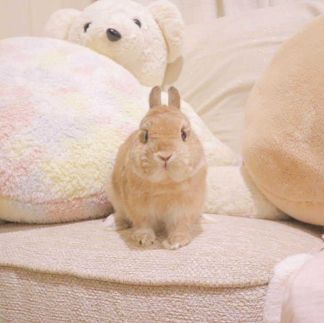 うー & なー ❤️ウチムラさんのインスタグラム写真 - (うー & なー ❤️ウチムラInstagram)「* 🐰🎀「わたちがいるの、どーこだっ？？」 * オーダーメイドのソファがようやく届きました🛋 マルチカバーを買うまではバスタオルとストールを敷いています…笑 ダイソンの掃除機、冷蔵庫、キッチン棚、ソファと一気に増えて狭い🤫 * ついさっき、直前まで何回もしつこく注意しチェックして貰ったはずなのに、洗濯物にティッシュ入れたままにされてティッシュ散乱して、激おこでした😤😠初歩的なミス〜🤮洗う直前まで言って確認して貰っていたので、慰めやフォローの余地なしです😑 * #bunny #rabbit  #animal  #pets #bunnystagram #rabbitstagram  #動物 #うさぎ #ネザーランドドワーフ #netherlanddwarf #オレンジ  #アンギーユ #アン #あんころ #アン子 #アン太郎 #canonEOSM100」6月15日 23時38分 - uu_una_mina