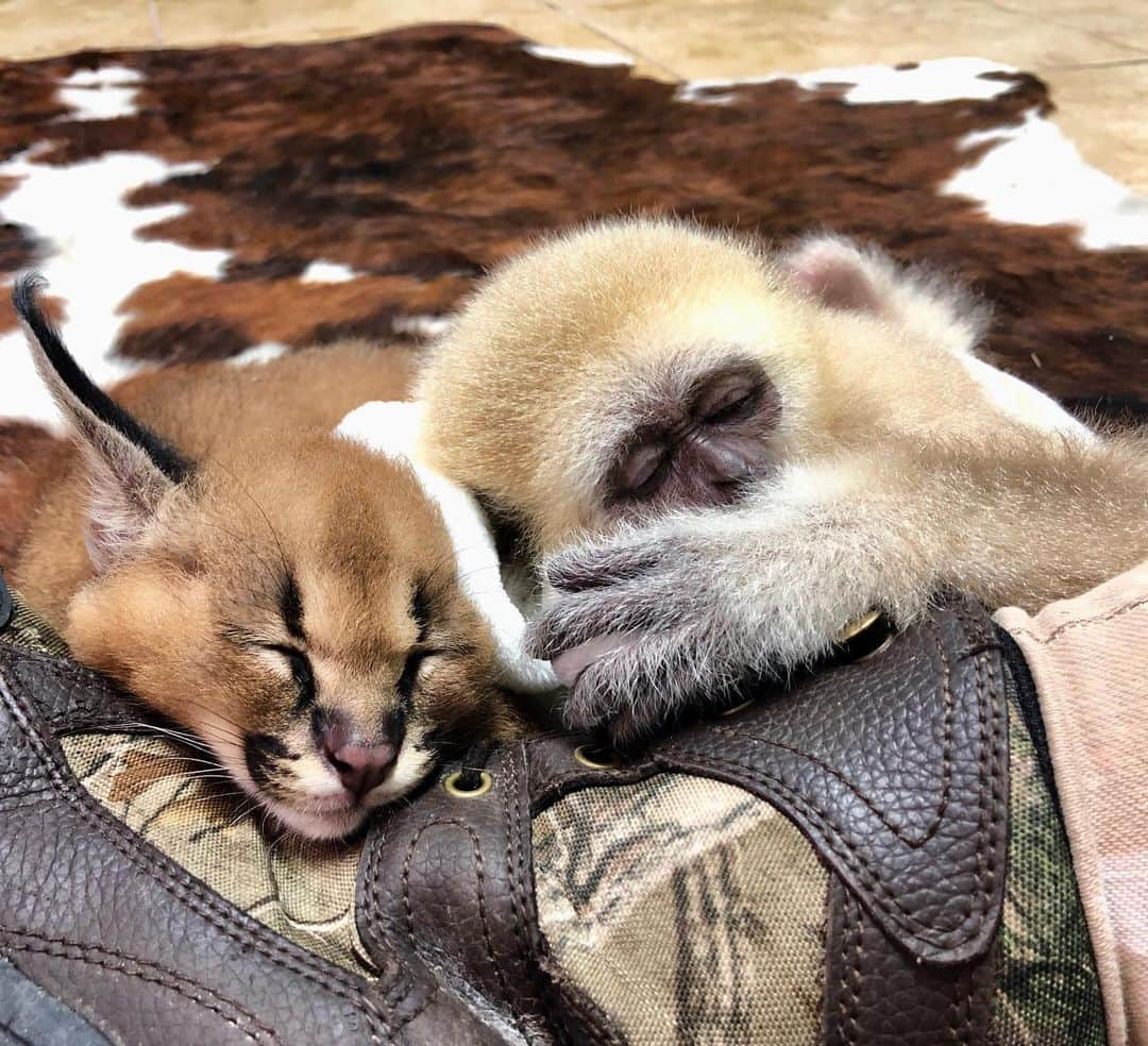 Zoological Wildlife Foundationさんのインスタグラム写真 - (Zoological Wildlife FoundationInstagram)「Kasem and Hades taking a little snooze together 😊 . #caracal #caracallynx #cub #zwf #conservationthrougheducation #zwfmiami #gibbon #ape」6月15日 23時39分 - zwfmiami