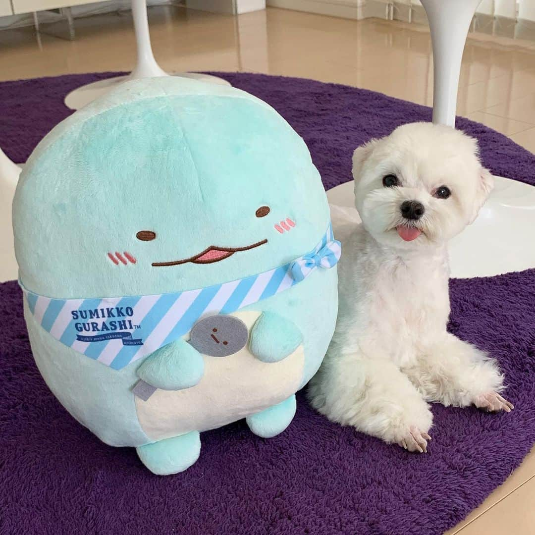 セロリさんのインスタグラム写真 - (セロリInstagram)「【チラリズム】 いくらチラリズム。 #maltese #マルチーズ #すみっコぐらし #クウガくんママありがとう #malteseofinstagram #maltese101 #malteser #malteseofficial #maltesedog #dog #instadog #dogstagram #dogoftheday #doglovers #instapet #adorable #ilovemydog  #ペット #わんこ #ふわもこ部 #犬のいる暮らし #いぬら部  #いぬすたぐらむ」6月15日 22時57分 - celeryrabbit