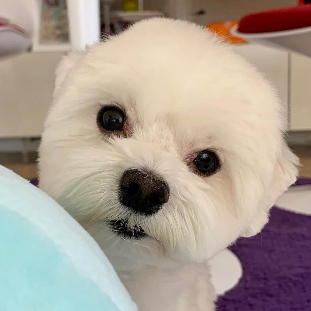 セロリさんのインスタグラム写真 - (セロリInstagram)「【チラリズム】 いくらチラリズム。 #maltese #マルチーズ #すみっコぐらし #クウガくんママありがとう #malteseofinstagram #maltese101 #malteser #malteseofficial #maltesedog #dog #instadog #dogstagram #dogoftheday #doglovers #instapet #adorable #ilovemydog  #ペット #わんこ #ふわもこ部 #犬のいる暮らし #いぬら部  #いぬすたぐらむ」6月15日 22時57分 - celeryrabbit