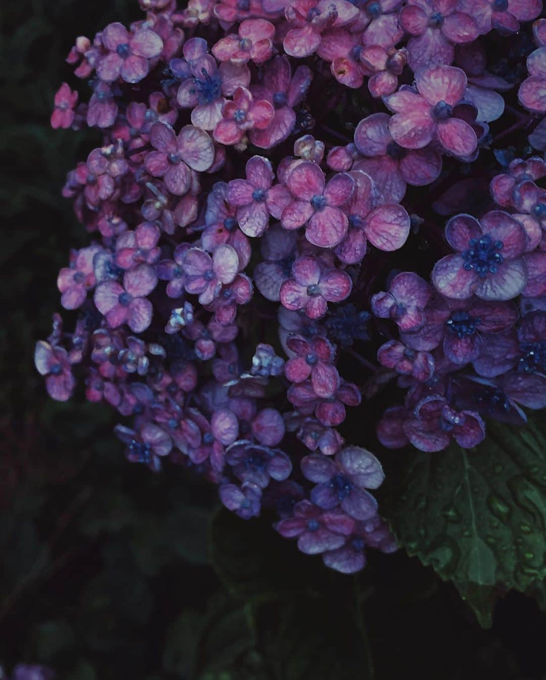 Halさんのインスタグラム写真 - (HalInstagram)「* * Hydrangeas in the rainy day. * * 雨のよく振るこの星では 神様を待つこの場所では 木も草も眠れる夜が過ぎるから 君にいっつも電話をかけて眠りたいよ 晴れた朝になって 君が笑ってもいい (天気読み/小沢健二) * * 仕事の土曜日の帰り道。この曲が頭の中で流れてた。たくさん紫陽花に出会って、どれも好きで一枚に決められなかったのでまとめちゃいました。皆さんの好きなのはどの紫陽花ですか？ * * #shotoniphone #igersjp #jp_gallery_member  #as_archive #mwjp #indies_gram #team_jp_flower  #ig_japan #RECO_ig  #bestjapanpics #instagramjapan  #rsa_ladies #ig_phos #jj_mobilephotography #lines_and_points #hueart_life #mobile_perfection #onlymobileart #raw_mobile  #vzco_of_our_world #rsa_vsco #proudones_bwd #rustlord_unity #tv_living #jj_florals #jj_forum_2643」6月15日 22時51分 - hal_h1010