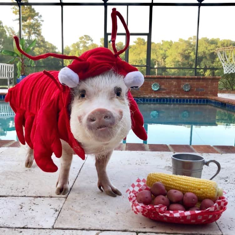 Priscilla and Poppletonさんのインスタグラム写真 - (Priscilla and PoppletonInstagram)「The only acceptable way to serve a lobster. Happy #NationalLobsterDay!🐷❤️🦞#friendsnotfood #lobsterroll #poplobster #youremylobster #SillyPop」6月15日 23時05分 - prissy_pig