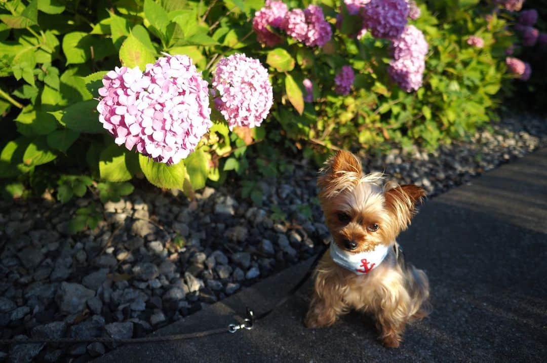 のインスタグラム：「💗 ルビたんのお顔もハート型なの知ってた？  #yorkie #ヨーキー #yorkshireterrier #ヨークシャテリア #hydrangea #紫陽花」