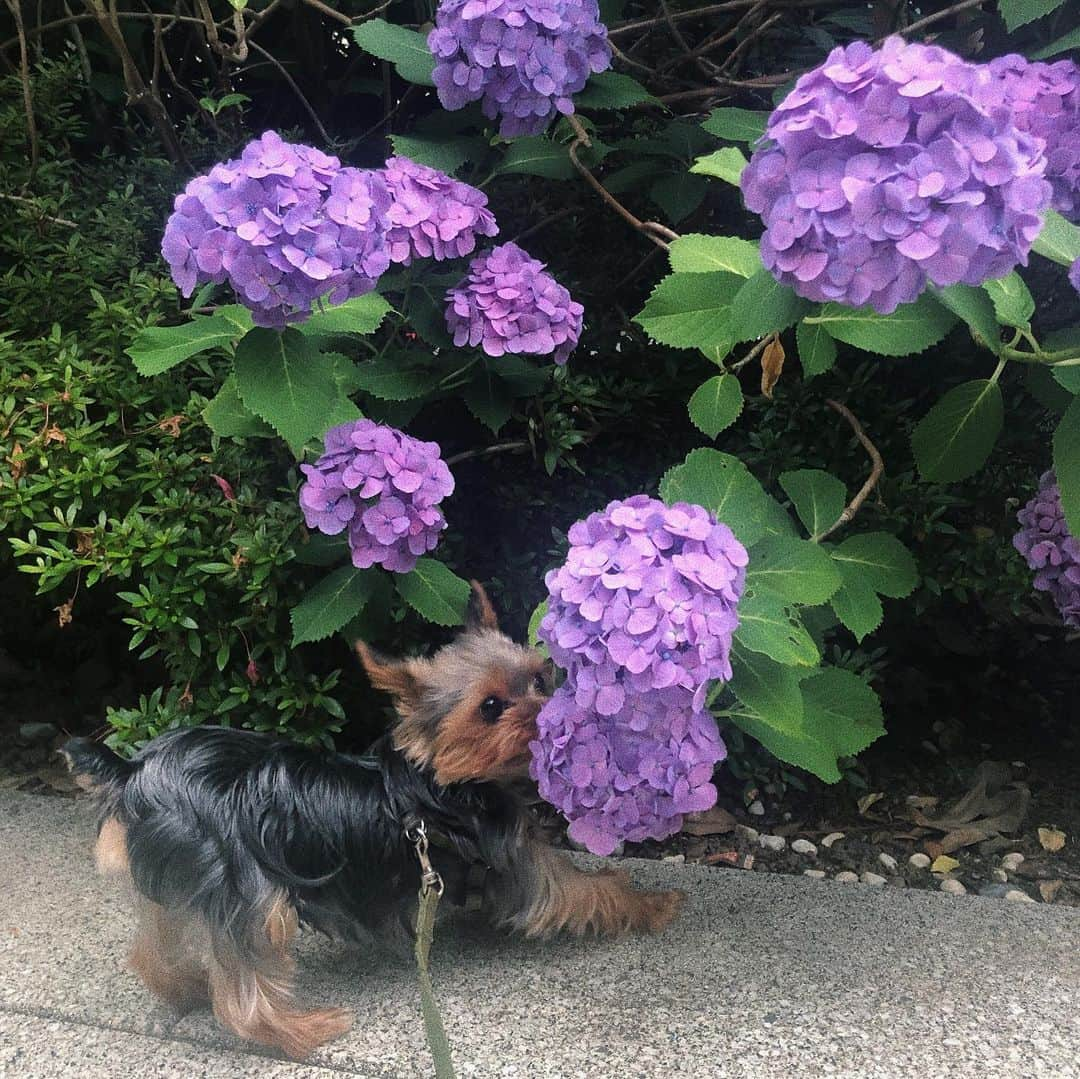 瀬戸あゆみさんのインスタグラム写真 - (瀬戸あゆみInstagram)「Rainy season in Japan☔️ 梅雨。 今日は1日ずーっとどしゃ降りの雨でした。 夕方まではおうちでピザを食べながら🍕X-MEN観たり、ストーリーズの質問に答えたりごろごろしてましたが、急にスイッチ入れて急ぎ足でお出かけしてきました！🚕 初めてリアルタイムで質問に答えたけど、続々と質問がたくさんきて嬉しいね。まだまだ募集してます。  @aymmy93 amazonでは本日限定のタイムセール開催中です。 あと1時間くらい。急いで〜！🏃‍♂️ #rainyday #yorkie」6月15日 23時17分 - setoayumi