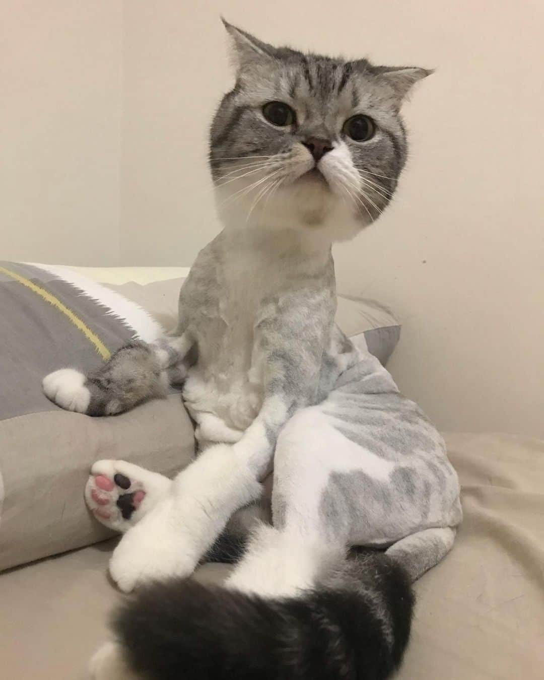 のインスタグラム：「. ボクの毛どこいったニャか？ . #cat#catstagram #catsofinstagram #instacat#cutecat#サマーカット#サマーカット猫」