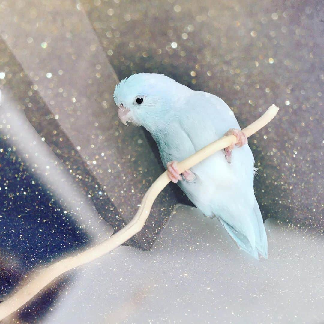 TONEAYUさんのインスタグラム写真 - (TONEAYUInstagram)「#インコの日 🐦﻿ ﻿ 我が子のように愛おしすぎる﻿ テポちゃん💓﻿ ﻿ 我が家のボス🤣✨﻿ ﻿ 腹筋割れてます😼﻿ ﻿ 大好きよー❤️❤️❤️﻿ ﻿ ﻿ #マメルリハ﻿﻿﻿ #テポちゃん﻿﻿﻿ #インコ﻿﻿﻿ #インコスタグラム﻿﻿﻿ #インコのいる生活﻿﻿ #bird﻿﻿﻿ #bird_lovers﻿」6月15日 23時29分 - toneayu