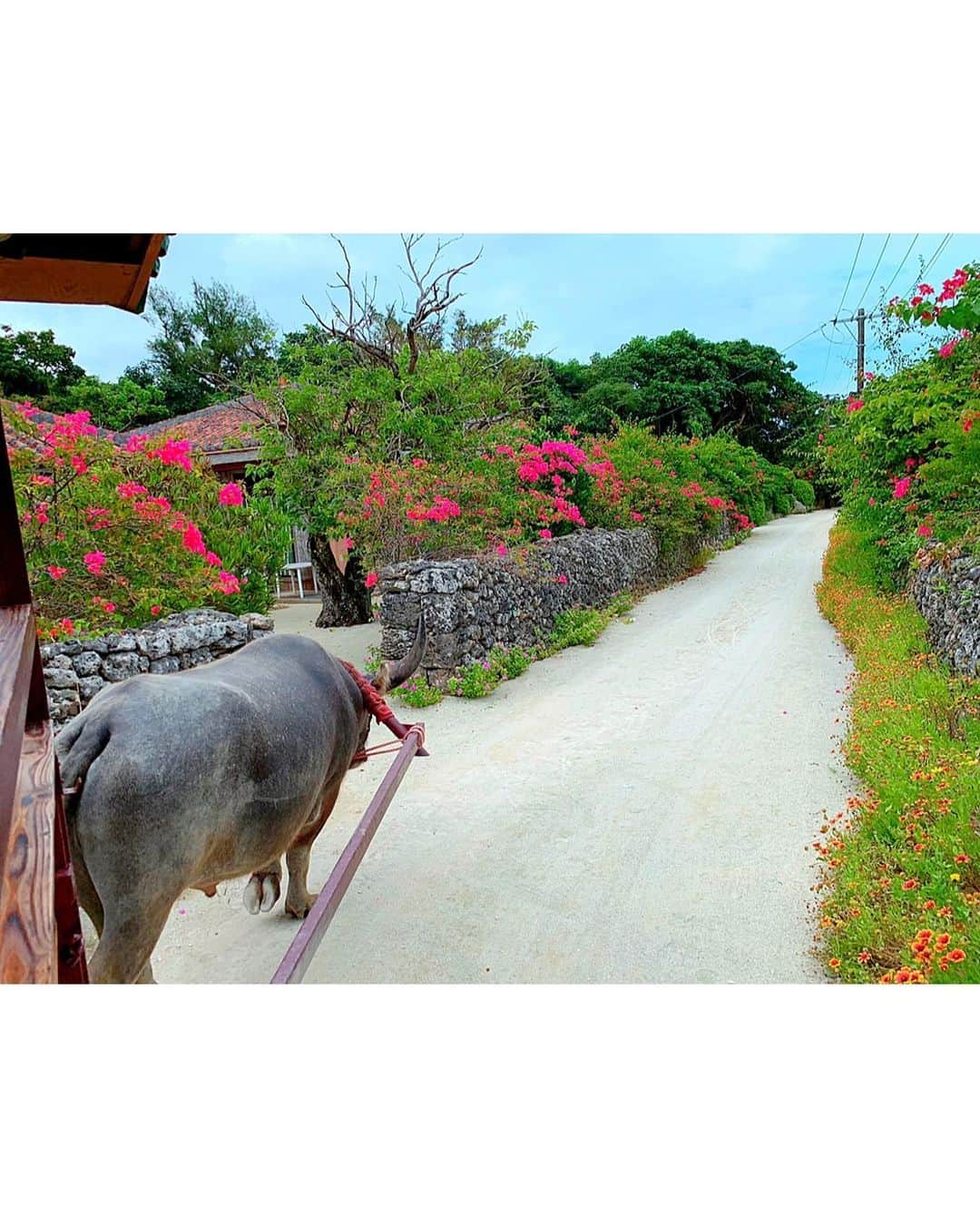 百合華さんのインスタグラム写真 - (百合華Instagram)「『竹富観光センター』の水牛車で竹富島の集落を散策してみました🎶﻿﻿ ﻿﻿ 今回は琉くん号に乗車させていただく事に💕﻿﻿ ﻿﻿ 沢山のカラフルなお花が咲いた沖縄の原風景の中ゆったりとした心地の良い揺れとガイドさんの三線の音色に癒されながら集落を巡るコースです🥰﻿﻿ ﻿﻿ ブーゲンビリアの花に様々な蝶々が寄ってきたり、たわわに実った島バナナを見つけたりと、何度乗っても毎回発見と感動があって充実した時間を過ごせます✨﻿﻿ ﻿﻿ #沖縄県 ﻿﻿ #沖縄 ﻿﻿ #竹富島﻿﻿ #竹富観光﻿﻿ #水牛車観光 ﻿﻿ #集落﻿﻿ #ブーゲンビリア﻿﻿ #島バナナ﻿﻿ #蝶々﻿﻿ #充実した時間」6月15日 14時36分 - yurika.lovelily