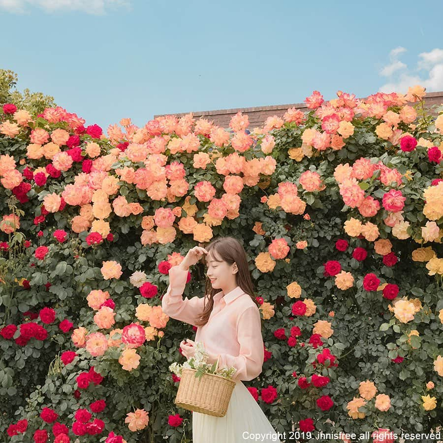 innisfree official (이니스프리) さんのインスタグラム写真 - (innisfree official (이니스프리) Instagram)「Flowers always make me happy :) ⠀⠀⠀ 꽃들과 함께라면 기분이 좋아져요 🌹」6月15日 15時01分 - innisfreeofficial