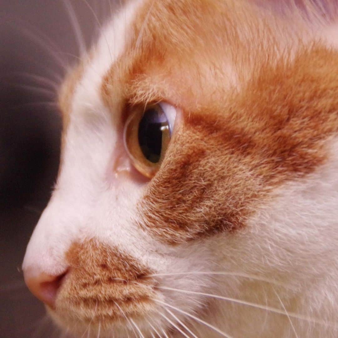 Kachimo Yoshimatsuさんのインスタグラム写真 - (Kachimo YoshimatsuInstagram)「おいなりちゃんの眼。 Oinari-chan's Eyes #uchinonekora #oinari #neko #cat #catstagram #kachimo #猫 #ねこ #うちの猫ら http://kachimo.exblog.jp」6月15日 15時30分 - kachimo