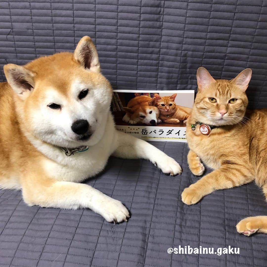 Kazumi-Gakumamaさんのインスタグラム写真 - (Kazumi-GakumamaInstagram)「岳と寅次朗の初の写真集「岳パラダイス “柴犬岳と茶トラ寅次朗の物語” 」が本日発売致しました➰🐕🐈📖 *  併せて、Kindle版(電子書籍)も発売して居ります🖥 *  Amazonでも絶賛発売中です💕 *  どうぞ宜しくお願い致します🤲 *  動画の続きは『岳パラダイスYouTube』でどうぞ💁‍♀️ *  Please see the continuation of the video on Gaku Paradise YouTube💁‍♀️ 🐾----*----*----*----🐾 Gaku and Torajiro's first photo book「 Gaku Paradise“ The Story of the Shiba Inu Gaku and the Ginger Cat Torajiro ”」was released today🐕🐈📖 *  In addition, the Kindle version (e-book) is also released🖥 🐾----*----*----*----🐾 #柴犬 #岳 #柴犬岳 #柴犬ガク#gaku #shibainugaku #shiba #shibainu #shibastagram #いぬすたぐらむ #寅次朗 #茶トラ #まるどら #gingercat #にゃんすたぐらむ #ねこすたぐらむ  #pecoいぬ部 #pecoねこ部 #pecotv #ふわもこ部 #ワンフルエンサー #ニャンフルエンサー #岳パラダイス #本日発売 #Kindle版も同時発売 #Amazonで発売中 #岳と寅次朗の初の写真集 #20190615」6月15日 16時27分 - shibainu.gaku