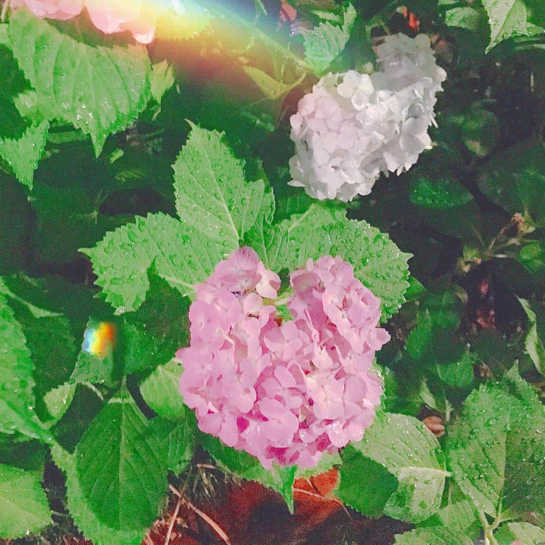 えれなさんのインスタグラム写真 - (えれなInstagram)「ハートの紫陽花💜💖 今年はピンクと白のハートの紫陽花も見ることができました😆✨ #紫陽花 #ハートの紫陽花 #5年連続みれた #なんだか気づいたら #毎年6月の楽しみに #今年は初めて #3色見れて嬉しいな #お花のパワーを届けます #えれな」6月15日 17時25分 - elena1982312