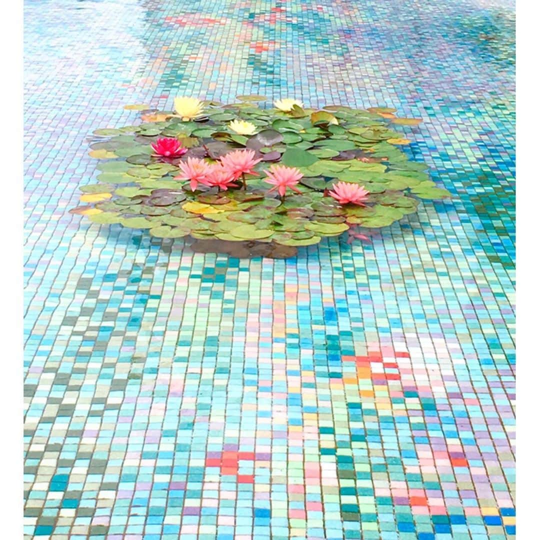 理絵さんのインスタグラム写真 - (理絵Instagram)「こちらは昨年撮った睡蓮  #睡蓮 #ninfea #수련 #waterlily #nénuphar #flower #flowers #꽃 #花 #fiore #2018」6月15日 17時17分 - ____rie____
