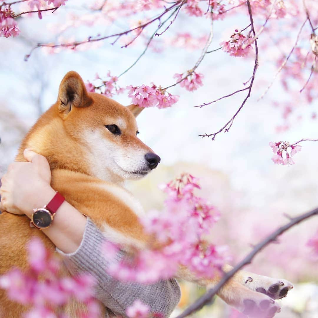 柴犬 ゆりのインスタグラム