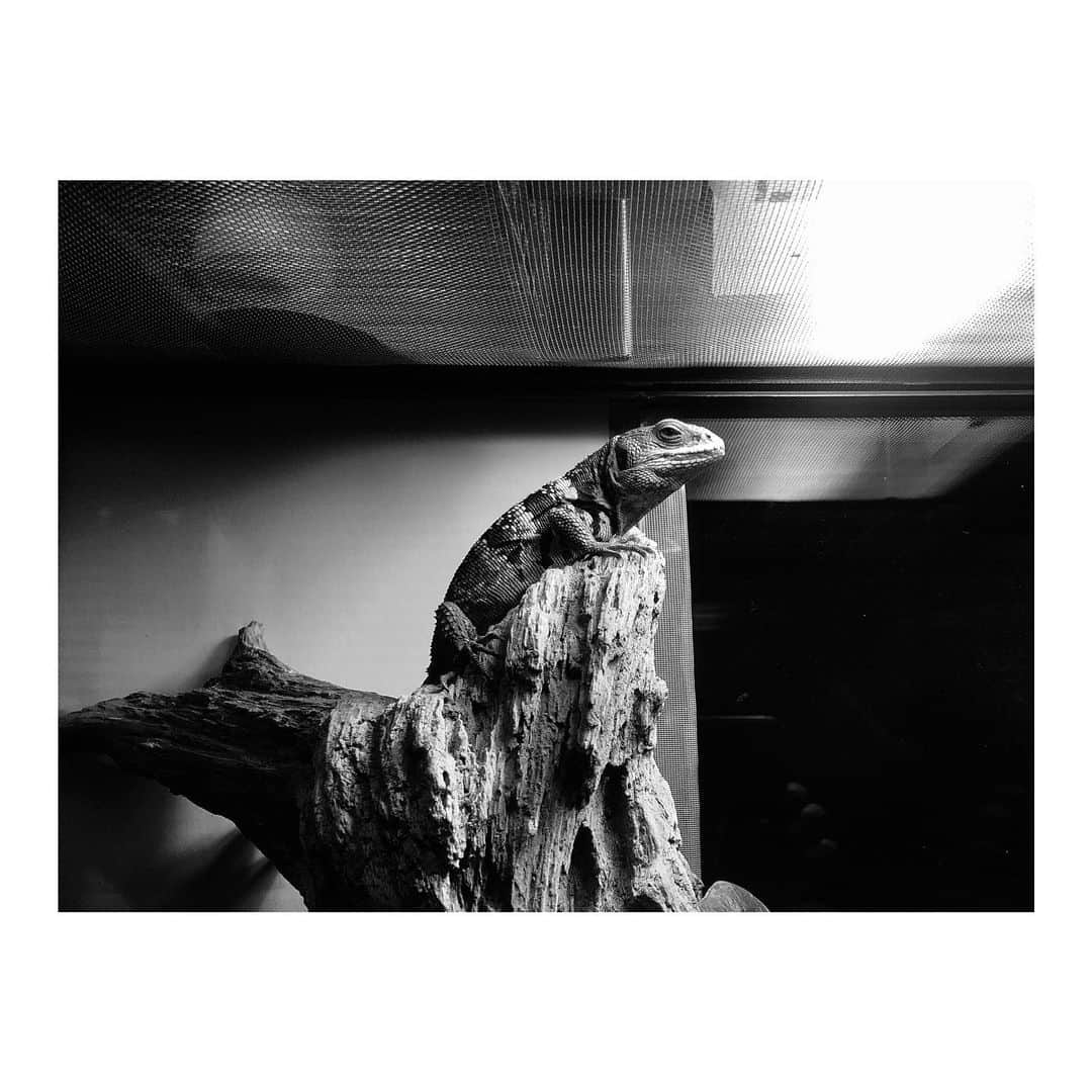 のインスタグラム：「.﻿ #🐊 #🦎」