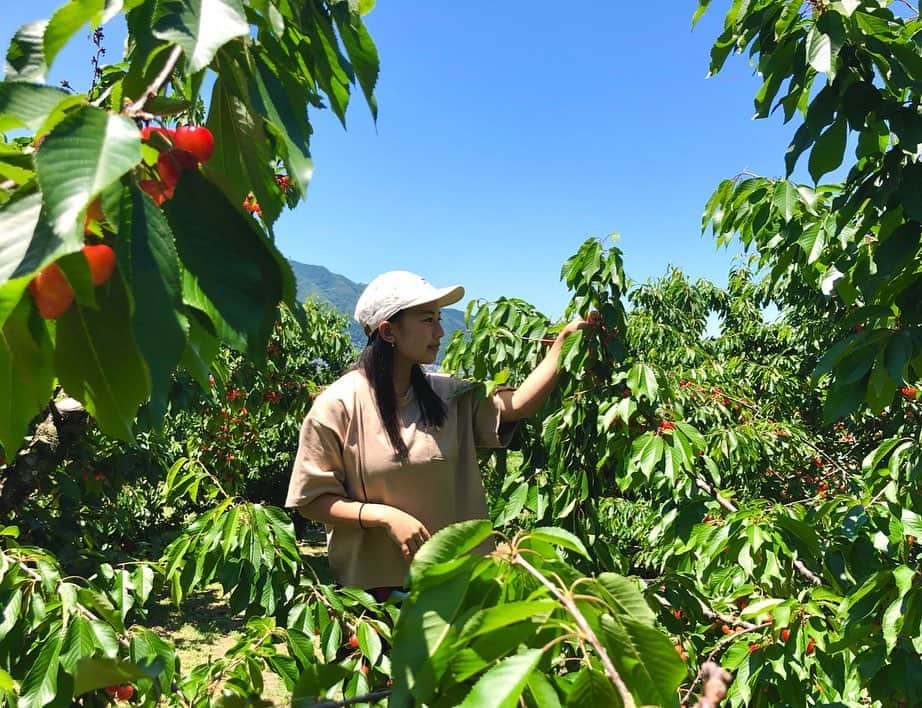 今井胡桃のインスタグラム：「今年もいっぱいさくらんぼ食べられて幸せでした🍒 毎年ありがとうございます😋 #さくらんぼ狩り #杏っ子の里ハーモアグリ」