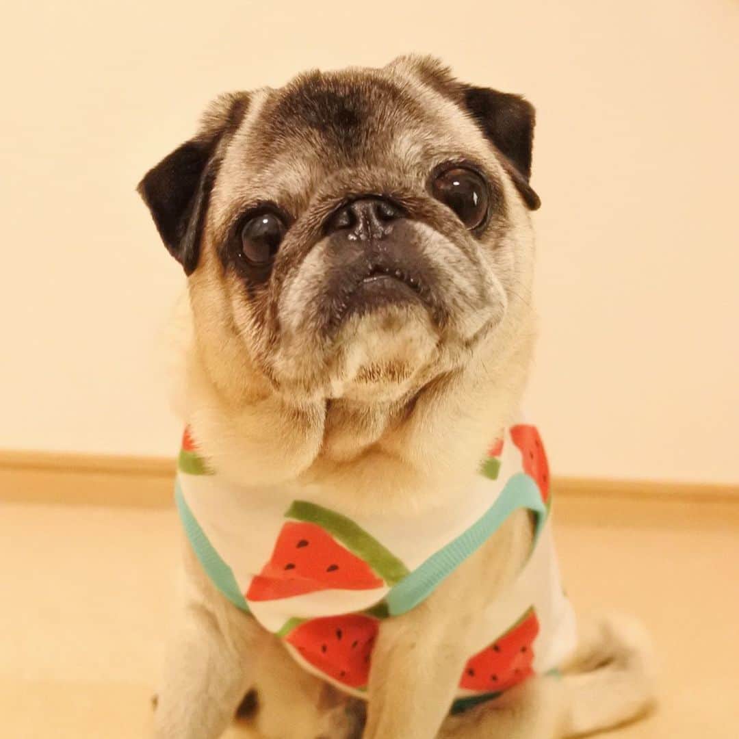 八兵衛のインスタグラム：「new outfit🍉 * *  @choppoya さんの スイカタンクが 届いたよ〜🍉 * * さらさらの 気持ちの良い生地で 夏場に重宝しそうです❤️ スイカかわいい☺️🍉✨ * * @choppoya さん ありがとうございました💕 * * #ほぼ黒パグ #おじいちゃん犬 #パグ #pug #puggy #puglife #puglove #petstagram #pugstagram #pugsofinstagram #pugs #dog #ふわもこ部  @igersjp #IGersJP #east_dog_japan #pecoイヌ部 #八兵衛 #はちべえ #朝ワンコ夕ニャンコ」