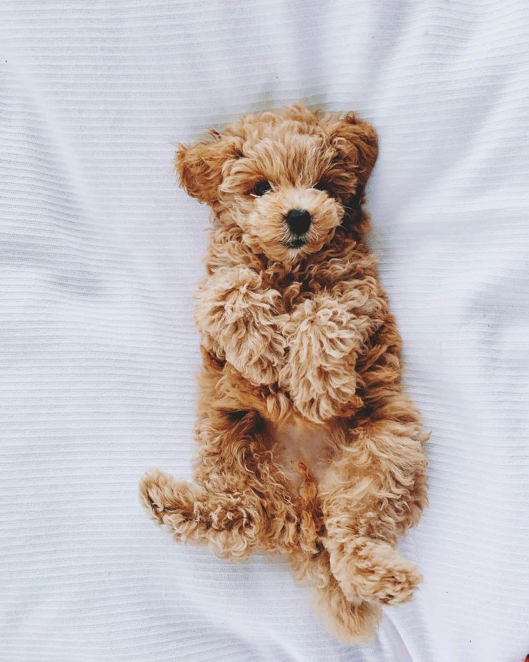 小塚源太のインスタグラム：「🧸 おおきくなったね ちいさいけどw #babygirl #puppy #toypoodle」