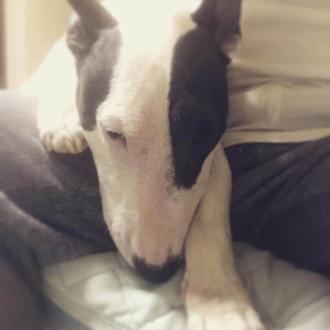 のインスタグラム：「#minituru#bull#terrier#minibullterrier#miniturubullterrier#dog#dogstagram#cute#qtaro#love#family#ミニチュア#ブルテリア#ミニチュアブルテリア#Q太郎」