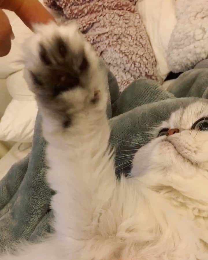 BeBeのインスタグラム：「💓🐾🐾🐾 happy caturday🐾🐾🐾💓 #caturday #videooftheday #instamovie #catvideo #meow #eyes #kitty #kittycat #kittensofinstagram #petsofinstagram #catsofinstagram #hubcats #ilovecat #persiancat #adorable #ねこ #猫 #neko #bebe #bebechannel #catlife #肉球」