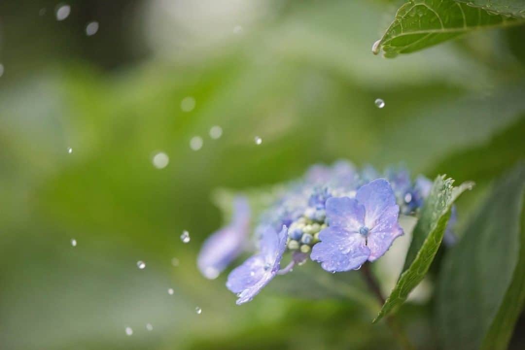 花の写真館のインスタグラム：「Photo by Rin Yoda.⠀ https://www.facebook.com/profile.php?id=100002942979763⠀ .⠀ Original Post[投稿頂いたURL]⠀ https://www.facebook.com/photo.php?fbid=1316698851771535⠀ .⠀ 本アカウントは、 #私の花の写真 をつけてInstagramに投稿された皆さまの花の写真や、「花の写真館」Facebookページで投稿された花の写真を紹介します。⠀ 「花の写真館」Facebookページは、「 @floral.photograph 」のプロフィールにあるURLからご覧ください。⠀ .⠀ #花の写真館 #floralphotograph #floralphoto #flower #flowers #富士フイルム #FUJIFILM⠀ Follow: @floral.photograph」