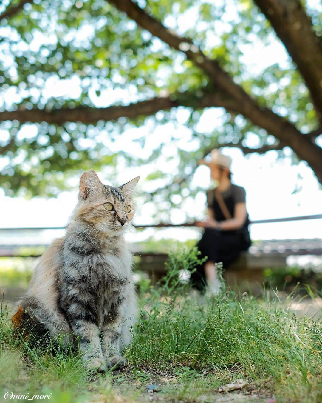 ☀もり、さんのインスタグラム写真 - (☀もり、Instagram)「* やっと雨が落ち着いてきた…  久々によく降った…💦 ・ #team_fuji #team_xt2 #teamfujifilm #teamfuji #fujifilm #fujifilm_xseries #fujifilmxseriesjapan #fujixt2 #xt2 #fujifeed #instagram #広がり同盟 #retrip_nippon #igersjp #indies_gram #visitjapanjp #as_archive #lovers_nippon #広島 #尾道 #猫 #cat #catstagram #自由猫部 #今日もX日和 #xf35mmf14」6月15日 19時54分 - mini_mori